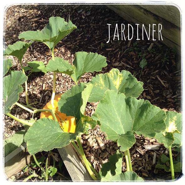 JARDINER sans grand jardin, voire sans jardin, c’est possible !
